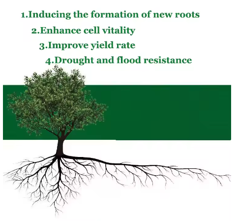 Bitkiler için Güçlü Köklendirm - Rooting Hormone Powder incelemesi ve fiyatı